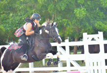 Early Halloween for show jumpers
