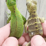 Department of Environment conducts genetic testing of green iguanas