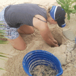 Volunteers save turtle hatchlings from storm