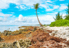 Sargassum invasion hits Cayman again