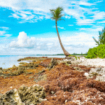 Sargassum invasion hits Cayman again
