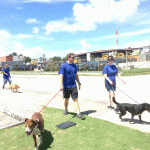 Nassau Re donates to Humane Society