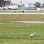 Public invited to give input at airport wildlife hazard meeting