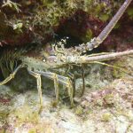 Grouper season closes, lobster season opens