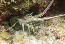 Grouper season closes, lobster season opens