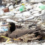 Rare seabirds making nests from plastic debris