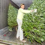 First Christmas trees arrive on island