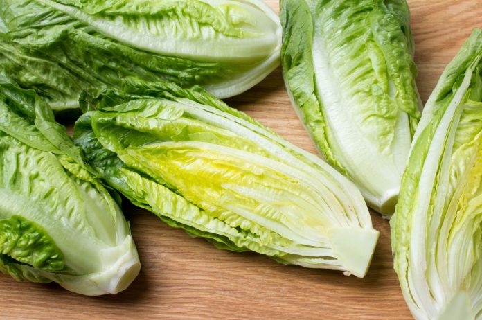 romaine lettuce2