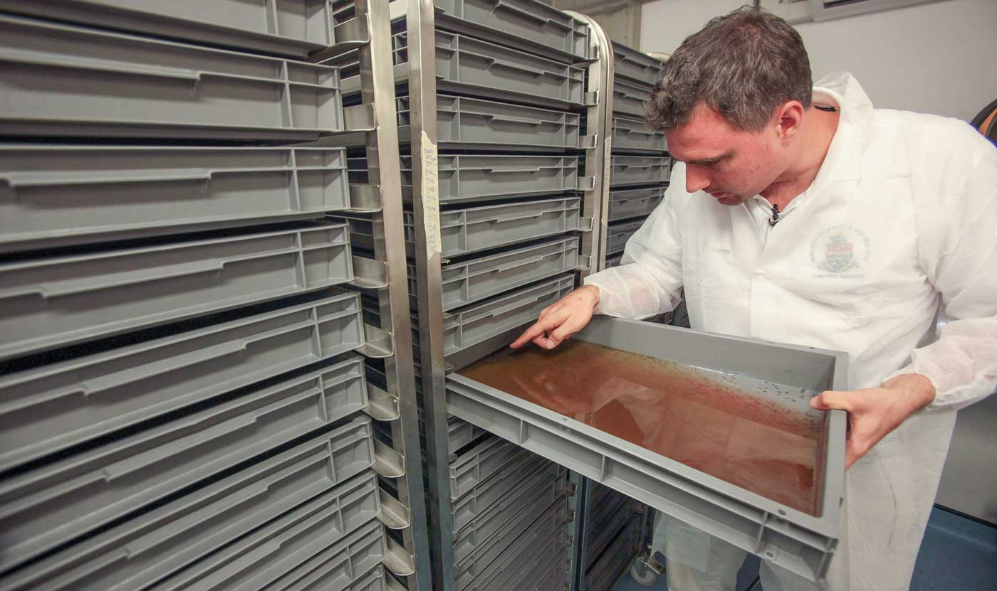 GM mosquito release halted Cayman Compass