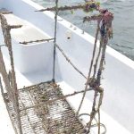 Turtle killed by abandoned fish pot