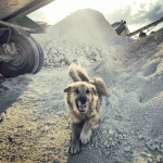Wild dogs at home at the quarry