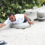 Reef shark circles in on sculpture garden