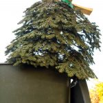 DEH: Don’t dump your Christmas tree, let us shred it