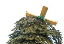 DEH: Don’t dump your Christmas tree, let us shred it