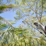 Cullers eradicate a quarter of Cayman’s green iguanas