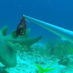 Baited cameras survey Cayman’s sharks