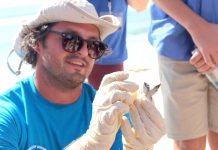 Sharp drop in nesting turtle numbers