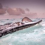 Cayman ranks top for underwater photography