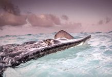Cayman ranks top for underwater photography