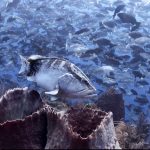 Grouper Moon project rises again