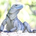 National Trust gets grant to aid blue iguanas