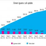Cull update: 10,000 iguanas killed in week 11