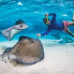 Record number of stingrays at sandbar