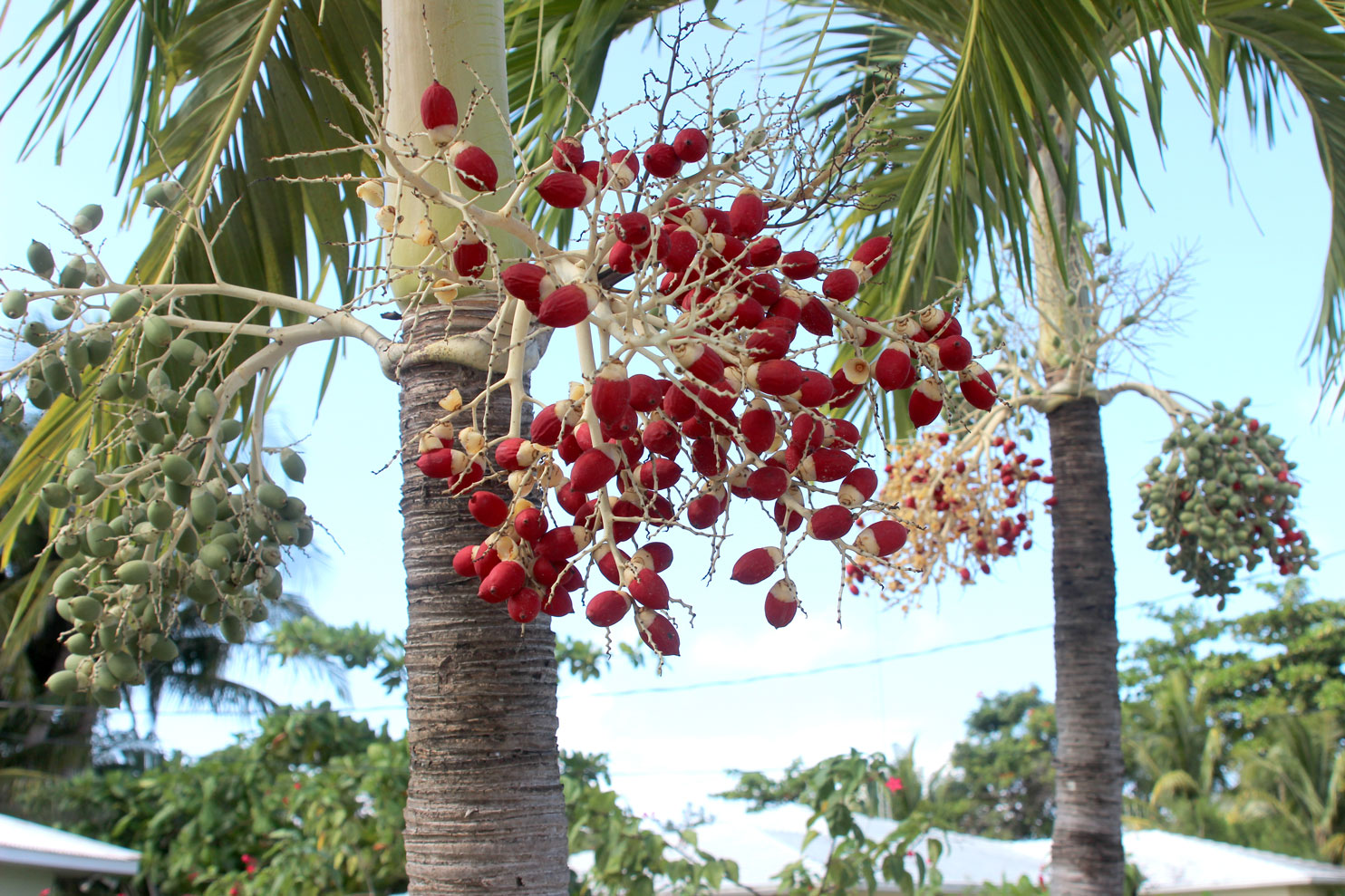 Friendly Lane and other tales Cayman Compass