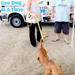 EDITORIAL – Working together to promote animal welfare