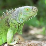 Iguana cull surpasses 570,000 More than a million green iguanas have been culled since late October 2018.