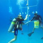 Coral salvage effort could have international impact