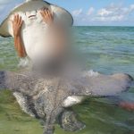 Clampdown on mishandling of stingrays at Sandbar