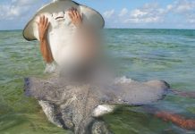 Clampdown on mishandling of stingrays at Sandbar