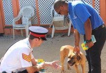 EDITORIAL – Roaming dogs: The responsibilities of pet ownership