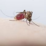 High number of mosquitos expected after unseasonal rainfall