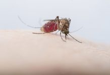 Why mosquitoes prefer to bite some people over others