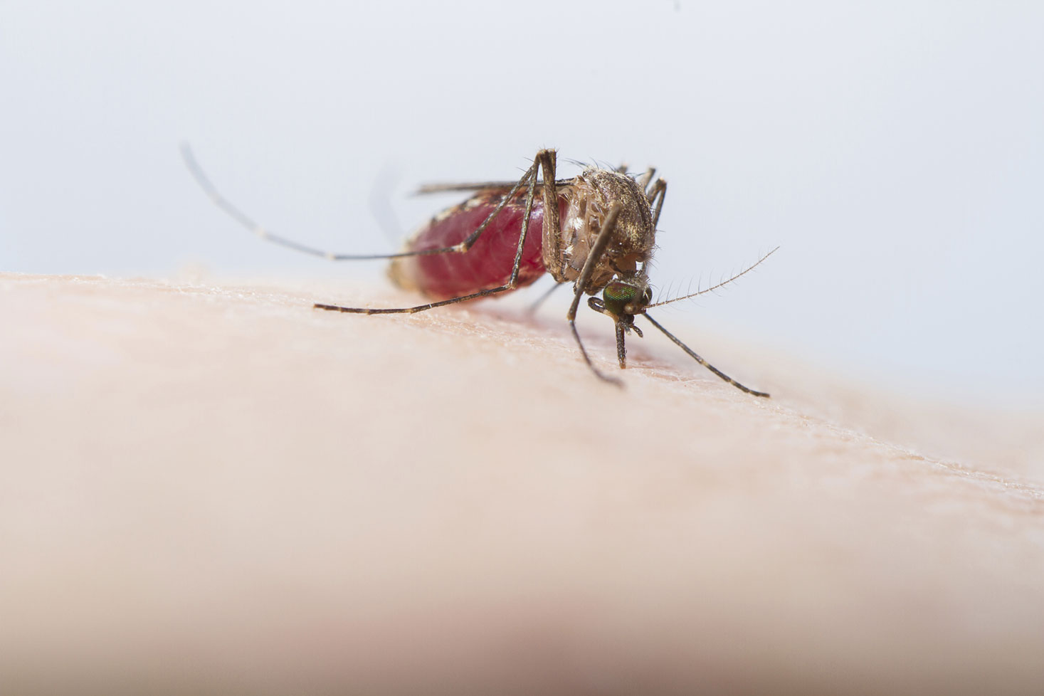 Why mosquitoes prefer to bite some people over others