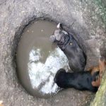 Stranded dogs saved from well