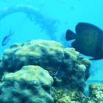 Beck: Calculating the value of coral reefs
