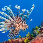 Cullers seek to gain back ground on lionfish population