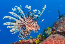 Lionfish cull planned