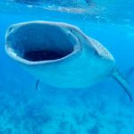 Cayman Brac divers make rare whale shark sighting