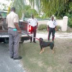 Department of Agriculture seizes roaming dogs