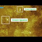 Heat-sensing cameras used to search for iguanas