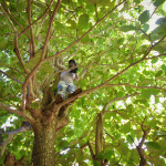 Rainfall deters iguana cullers