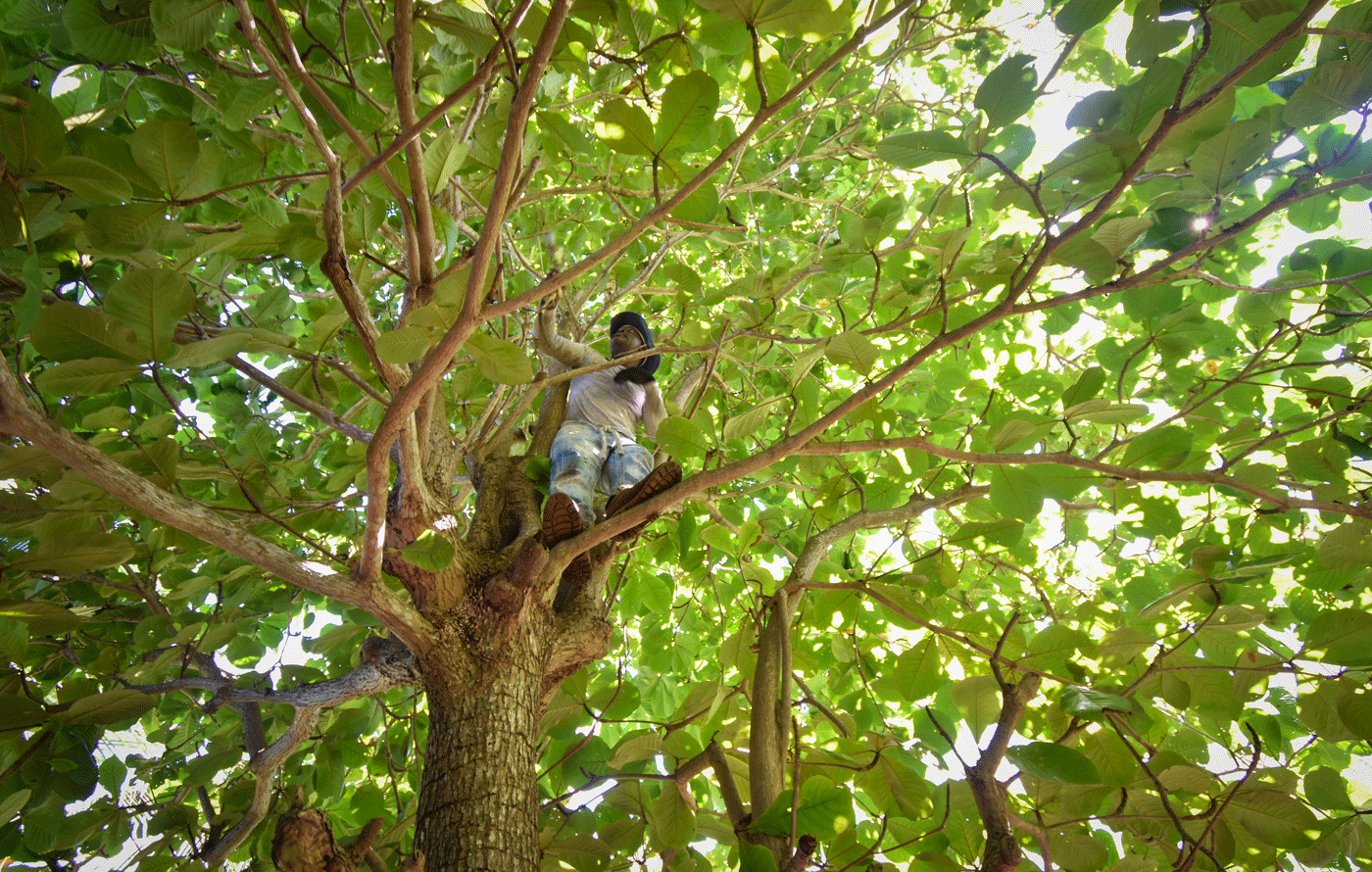 green-iguana-cull
