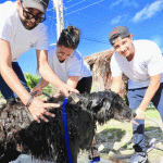 PAWS washes dogs for a good cause