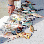 Environment officials spotlight violations