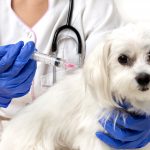 Humane Society, Island Vets team up for vaccinations