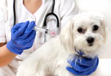 Humane Society, Island Vets team up for vaccinations